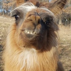 Meet your Posher, Craig